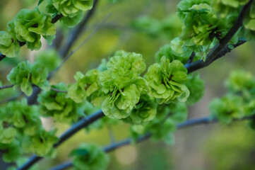 Leaves sprouting in spring