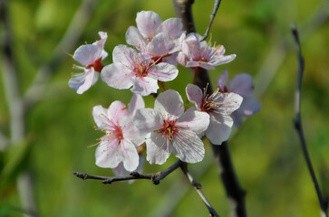 Apple tree blossoms