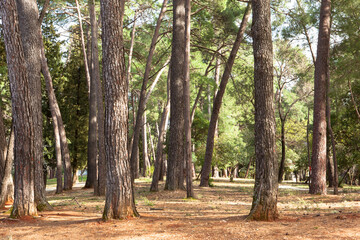 Pine forest on the sunny day. Pines in the park for publication, design, poster, calendar, post, screensaver, wallpaper, cover, website. High quality photo