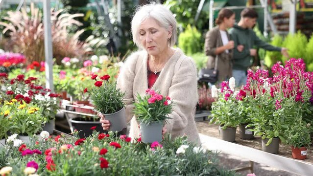 In flower megamarket, senior woman landscape designer view contemplate and examines dianthus plants that are trending in current season, available for wholesale and retail purchase.