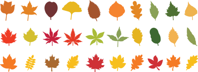 Foto op Plexiglas Fall leaves icon in flat style set. isolated on transparent background. Various fallen leaves autumn concept. Maple tree leaf. Seasonal holiday thanksgiving greeting card. vector for apps website © Aasia