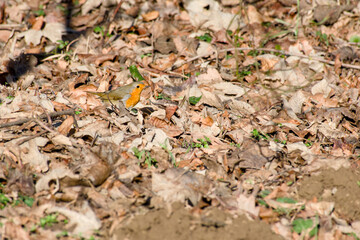 The European robin on the ground among the dry leaves close-up