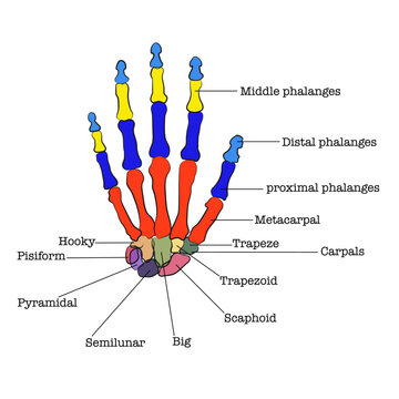 Human hand parts, Hand bones separated by colors.