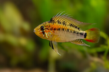 Apistogramma macmasteri, american dwarf cichlid, aquarium cichlid fish, Orinoco basin, Colombia