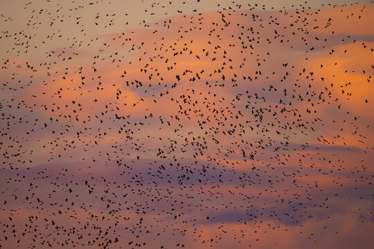 Birds in flight at sunset creating a majestic sky