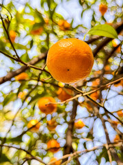 Mature tangerine close-up on a tangerine tree branch on a tangerine background in blurry focus.