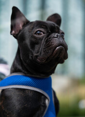 Beautiful FRENCH BULLDOG walking in mexican park