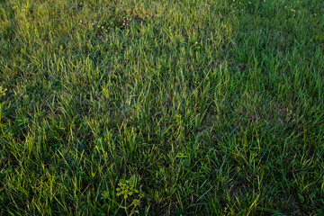 Field of mown grass, top view. Background from green mowed meadow for publication, design, poster,...
