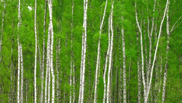 Beautiful forest green and white birches 4K. Trees, woods, branches, bark, leafs, fresh, grove, taiga, flora, day, park, nature, spring, land, wind, peace, calm, scene, motion, ultra hd. ProRes 422 HQ