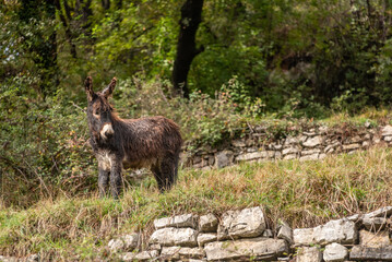 A donkey in the mountainous wilderness of lake Como