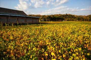 Soybean plants on a rural farm with sky and mountains in the background.
