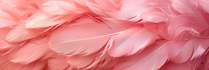 Beautiful background of pink feathers