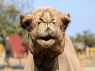 Camel face with mouth slightly open looking at camera 
