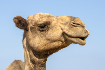 Smiling camel face 