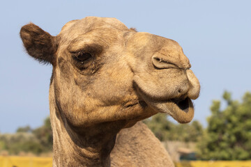 Close-up of cute camel face
