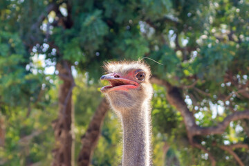 Close-up of ostrich head
