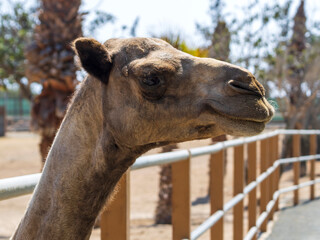 Close-up of camel head near fence in zoo, profile view