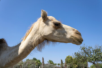 Camel head in front of blue sky, profile view