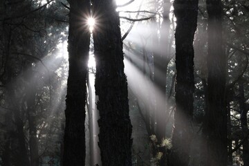 Amazing sun rays among trees in recreation area Pilar in Cumbre Vieja National Park, La Palma, Canary Islands, Spain