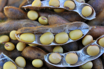 Ripe soybeans with pods