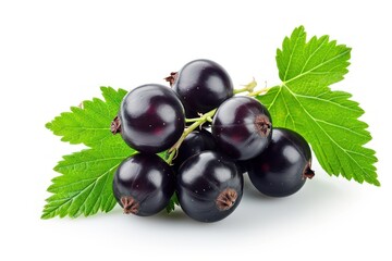 Fototapeta premium Isolated white background with black currant fruit and leaf