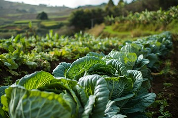 Farmer's Fields Bursting with Cabbage Bounty
