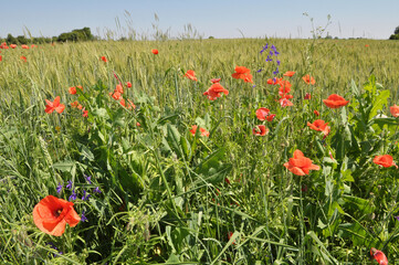 Wild flowers grow in the field.