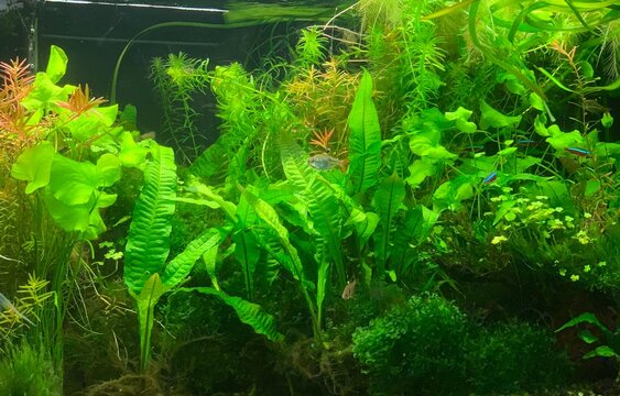 Planted freshwater aquarium with Java Fern