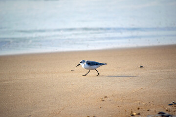 seagull on the beach
