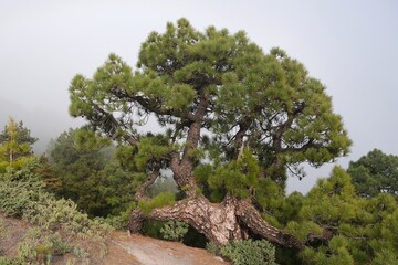 Fototapeta na wymiar Large old tree of Pinus canariensis (Pino Canario) in National Park Caldera de Taburiente, La Palma, Canary Islands, Spain. 