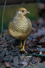 other birds in the wild