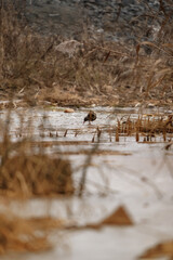 other birds in the wild