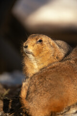 other birds in the wild