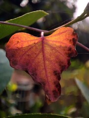 Heart shaped dry leaf red in color with sunlight from background