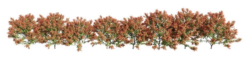 set of flowering shrubs, albelia grandiflora 3D rendering, cutout with transparent background, great for digital composition, illustration, architecture visualization