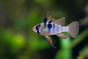 Mikrogeophagus ramirezi, German blue ram cichlid,  american dwarf cichlid, aquarium cichlid fish,...