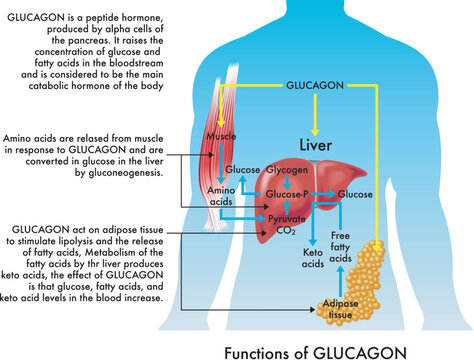 Medical illustration of Glucagon functions, with annotations.