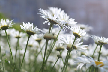 Big flowers Daisies in the green grass. Field with Daisies. Wild flowers growing on meadow, white Chamomiles on green grass background. Leucanthemum vulgare. White Daisies in the summer sun. Vertical