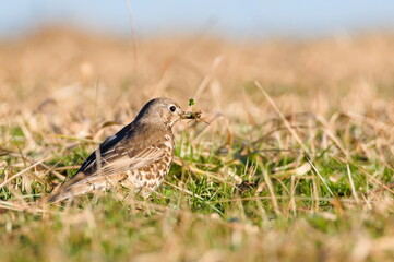 Song thrush aka Turdus philomelos found seeds on the field in winter. Seed in beak. Common european songbird.