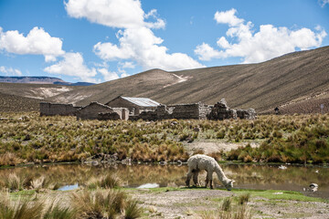 Peru biała alpaka na tle gór - obrazy, fototapety, plakaty