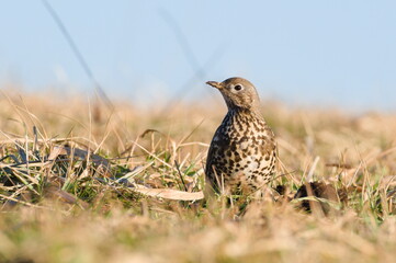 Song thrush aka Turdus philomelos is searching seeds on the field in winter. Common european songbird.	