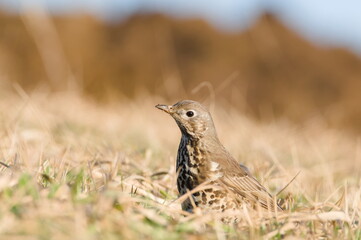 Song thrush aka Turdus philomelos is searching seeds on the field in winter. Common european songbird.