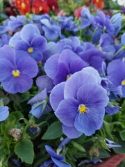 Purple and Yellow Pansy Flowers