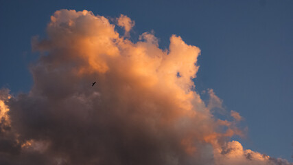 Un ave solitaria en el cielo azul