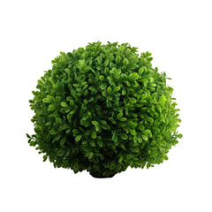 Green bush clip art