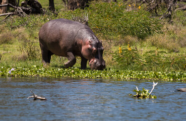 Hipopotam na brzegu jeziora Naivasha Kenya - obrazy, fototapety, plakaty