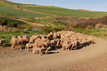 Schafe auf dem Pilgerweg Camino Via de la Plata im Frühling kurz vor Calzadilla de los Barros, Extremadura, Spanien. Eine landwirtschaflich geprägte Landschaft mit einsamen Wegen und Schotterstraßen.
