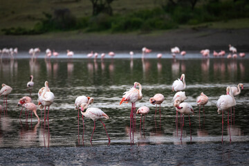 Wild beautiful pink flamingos in a lake at the Serengeti National Park, Tanzania, Africa