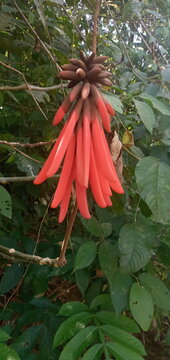 Flor de pito