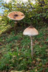 Giant mushrooms in the mountains at lake Como